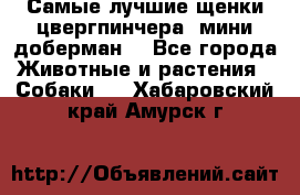 Самые лучшие щенки цвергпинчера (мини доберман) - Все города Животные и растения » Собаки   . Хабаровский край,Амурск г.